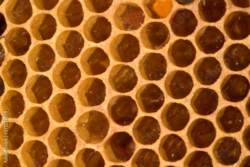 Honey Bee, apis mellifera, Comb with Honey inside, Bee Hive in Normandy