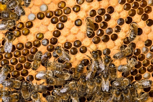 Honey Bee, apis mellifera, Female Workers, tending Larvae on Brood Comb, Bee Hive in Normandy