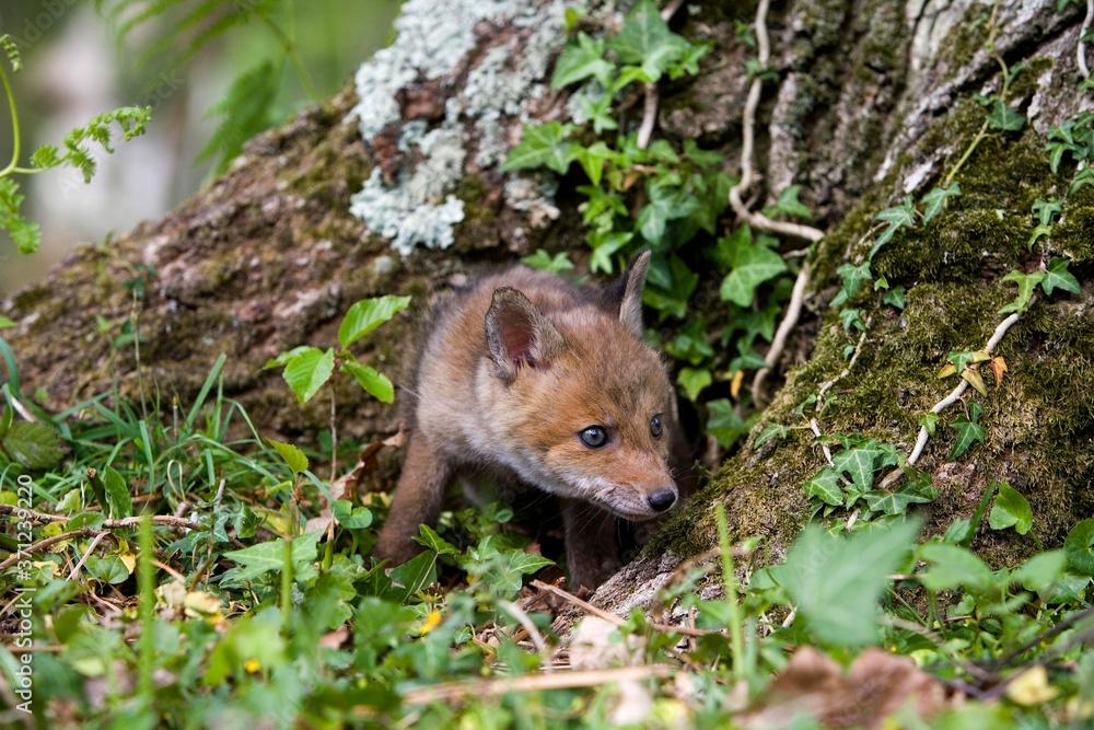 Red Fox, vulpes vulpes, Pup standing at Den entrance, Normandy Red Fox, vulpes vulpes, Pup standing at Den entrance, Normandy