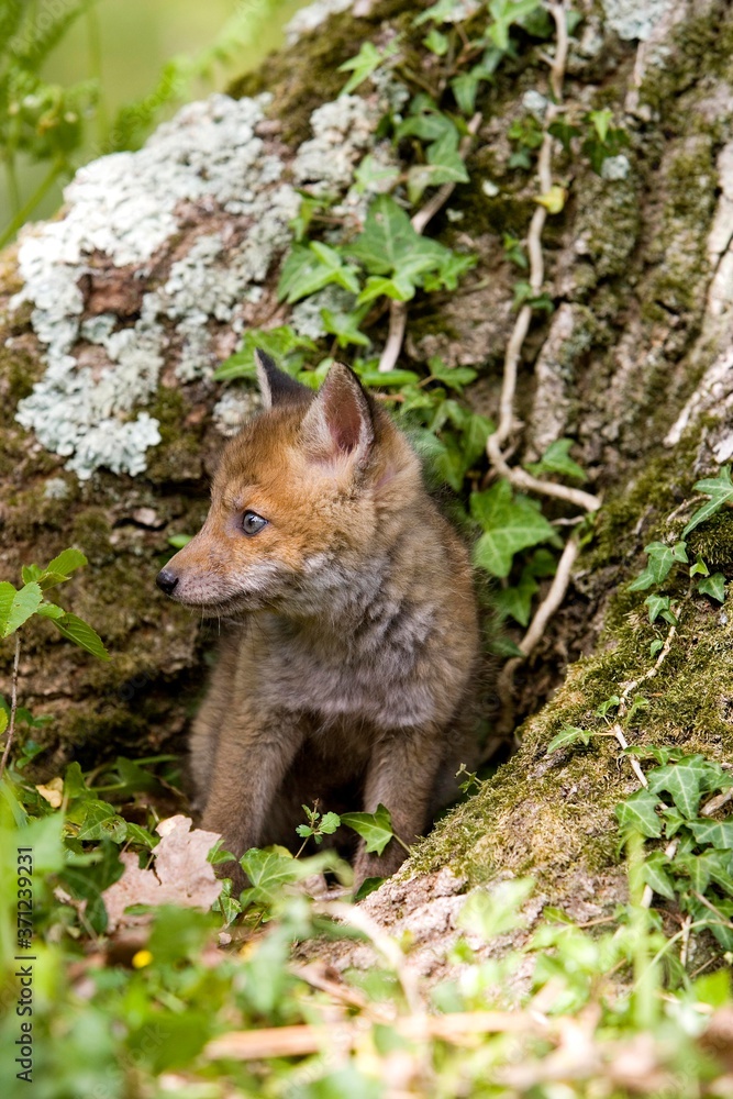 Red Fox, vulpes vulpes, Pup standing at Den entrance, Normandy Red Fox, vulpes vulpes, Pup standing at Den entrance, Normandy