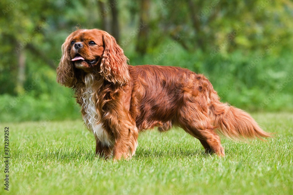 Fototapeta premium Cavalier King Charles Spaniel, Male standing on Lawn