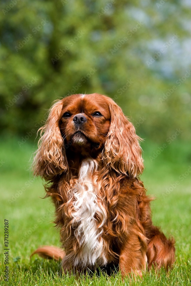 Cavalier King Charles Spaniel, Male sitting on Lawn Cavalier King Charles Spaniel, Male sitting on Lawn