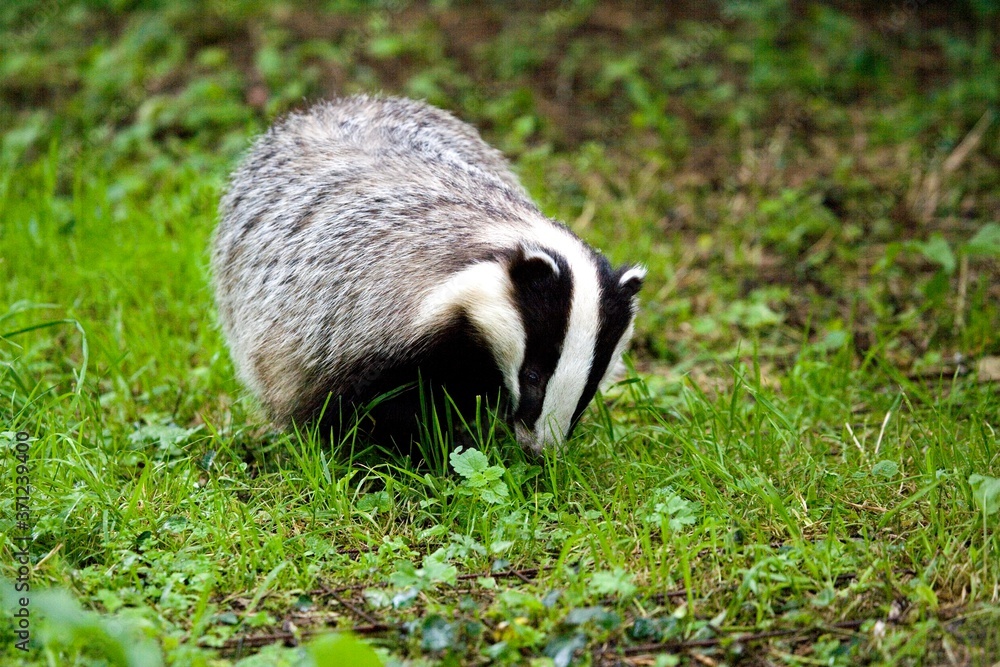 Obraz premium European Badger, meles meles, Adult standing on Grass, Normandy
