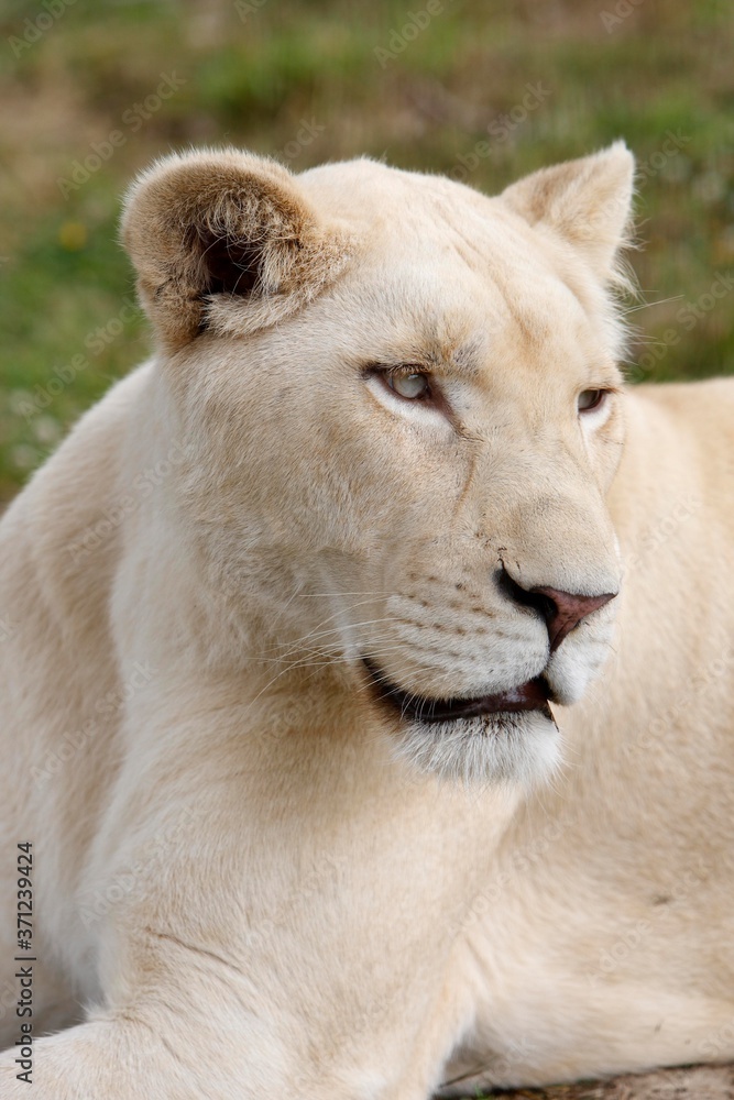 White Lion, panthera leo krugensis, Portrait of Female White Lion, panthera leo krugensis, Portrait of Female