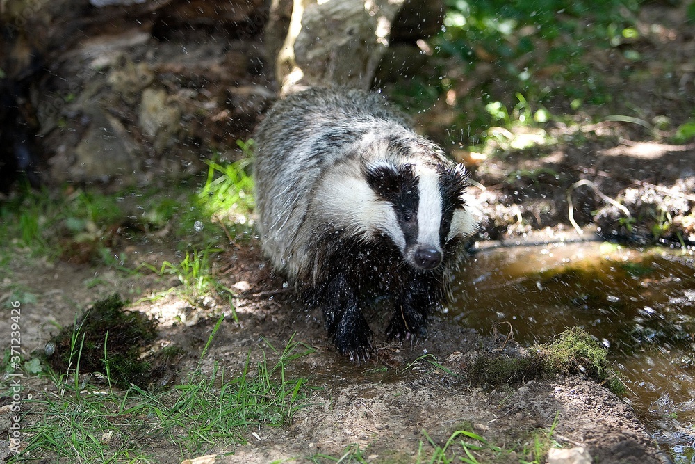 Obraz premium European Badger, meles meles, Adult standing in Water, Normandy