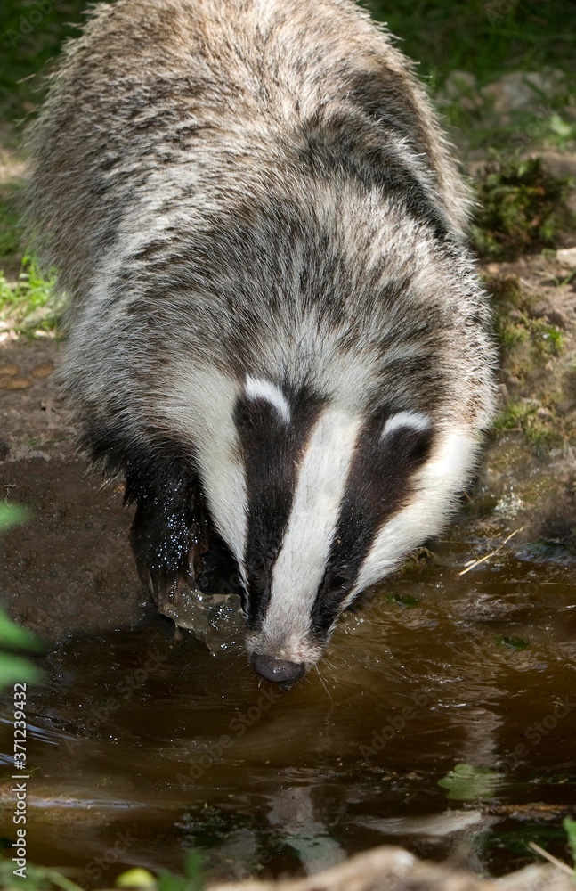Fototapeta premium European Badger, meles meles, Adult drinking Water, Normandy