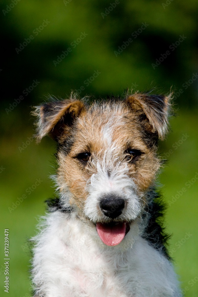 Wire-Haired Fox Terrier, Portrait of Pup with Tongue out Wire-Haired Fox Terrier, Portrait of Pup with Tongue out