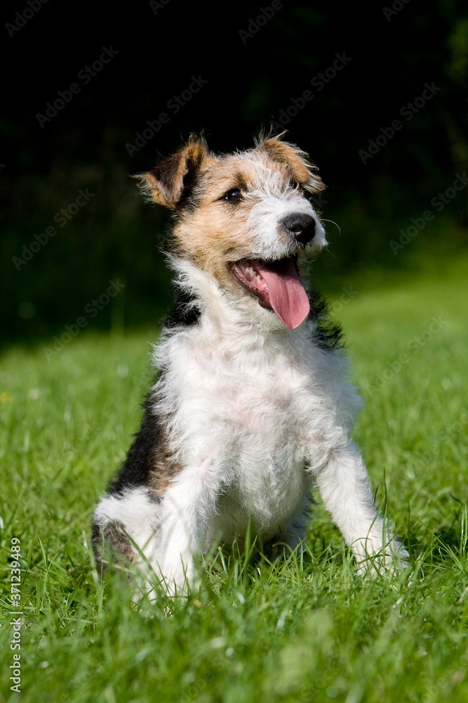 Wire-Haired Fox Terrier, Pup sitting on Lawn with Tongue out