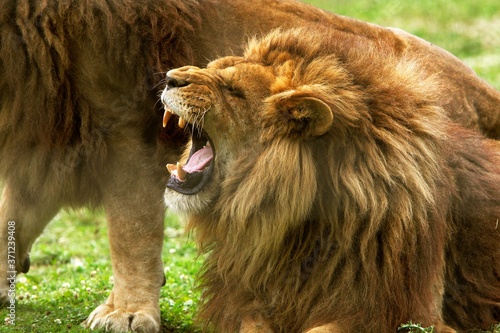 Katanga Lion or Southwest African Lion, panthera leo bleyenberghi, Male with Open mouth in Defensive Posture photo