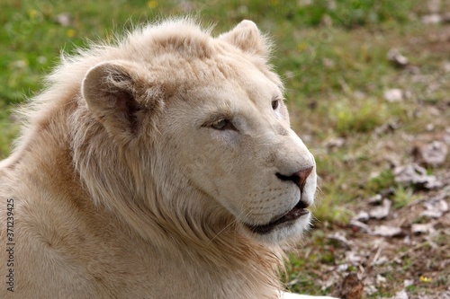 White Lion  panthera leo krugensis  Portrait of Young Male