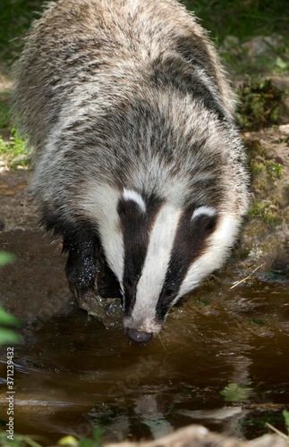 European Badger, meles meles, Adult drinking Water, Normandy