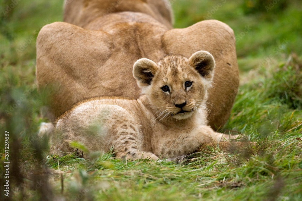Obraz premium Katanga Lion or Southwest African Lion, panthera leo bleyenberghi, Mother with Cub laying on Grass