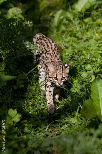 Tiger Cat or Oncilla  leopardus tigrinus  Adult standing in Long Grass