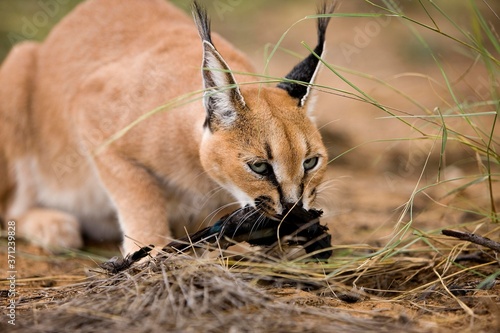 Caracal  caracal caracal  Adult with a Kill  a Cape Glossy-starling  lamprotornis nitens  Namibia