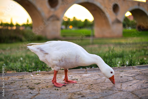 Patos y Gansos