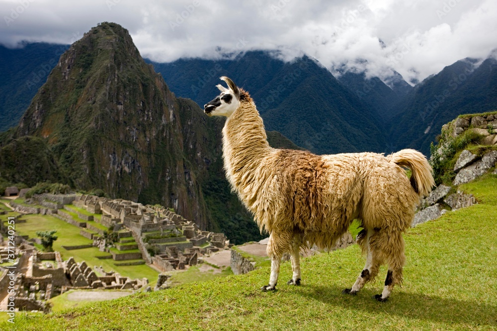 Fototapeta premium Lama, lama glama, Adult at Machu Picchu, the lost City of Incas in Peru