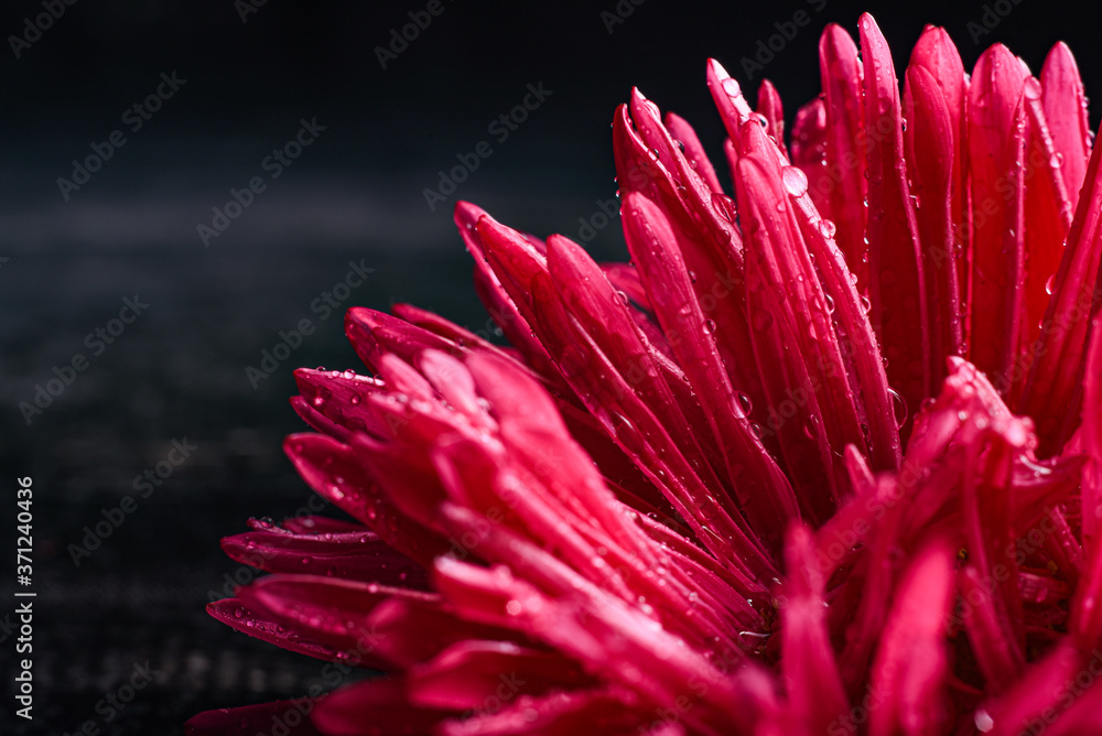 Obraz premium single pink aster isolated on black background