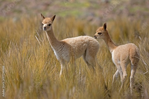 Vicuna, vicugna vicugna, Young at Pampas Galeras Reserve in Peru © slowmotiongli