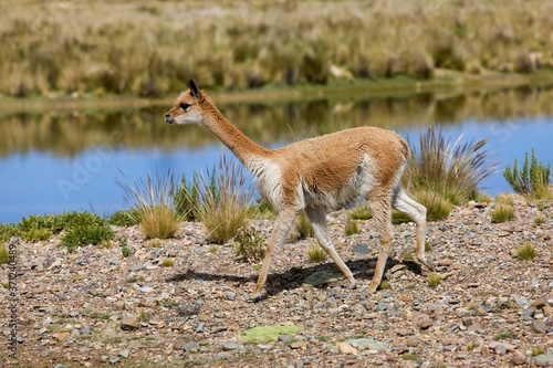 Fototapeta Naklejka Na Ścianę i Meble -  Vicuna, vicugna vicugna, Pampas Galeras Reserve in Peru