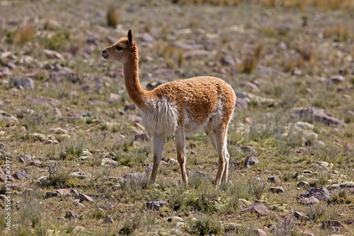 Vicuna, vicugna vicugna, Pampas Galeras Reserve in Peru