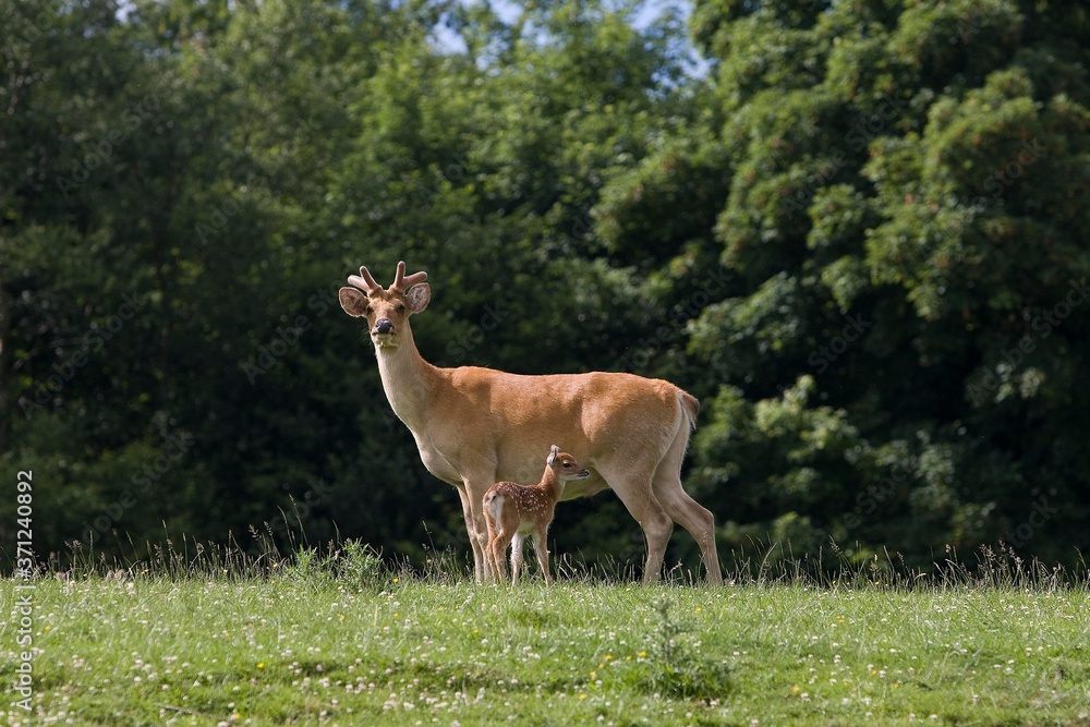 Barasingha Deer or Swamp Deer, cervus duvauceli, Mother with Fawn Barasingha Deer or Swamp Deer, cervus duvauceli, Mother with Fawn
