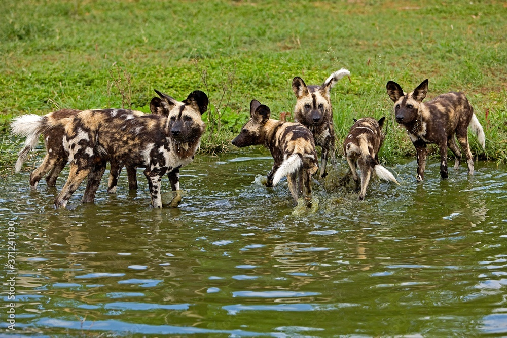 African Wild Dog, lycaon pictus, Herd standing in Water Hole, Namibia African Wild Dog, lycaon pictus, Herd standing in Water Hole, Namibia