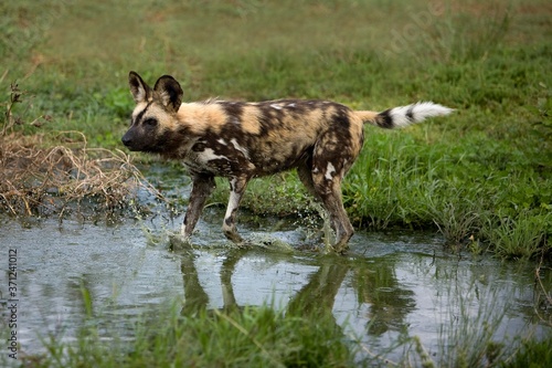 African Wild Dog, lycaon pictus, Adult crossing Water Hole, Namibia