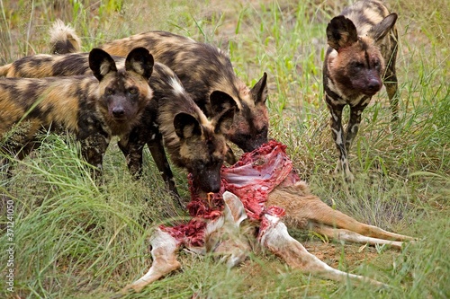 African Wild Dog, lycaon pictus, Herd on a Kill, a Greater kudu, tragelaphus strepsiceros, Namibia photo