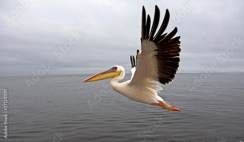 Great White Pelican, pelecanus onocrotalus, Adult in Flight, Namibia