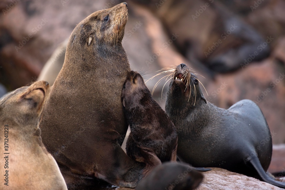 Fototapeta premium South African Fur Seal, arctocephalus pusillus, Female with Pup, Cape Cross in Namibia