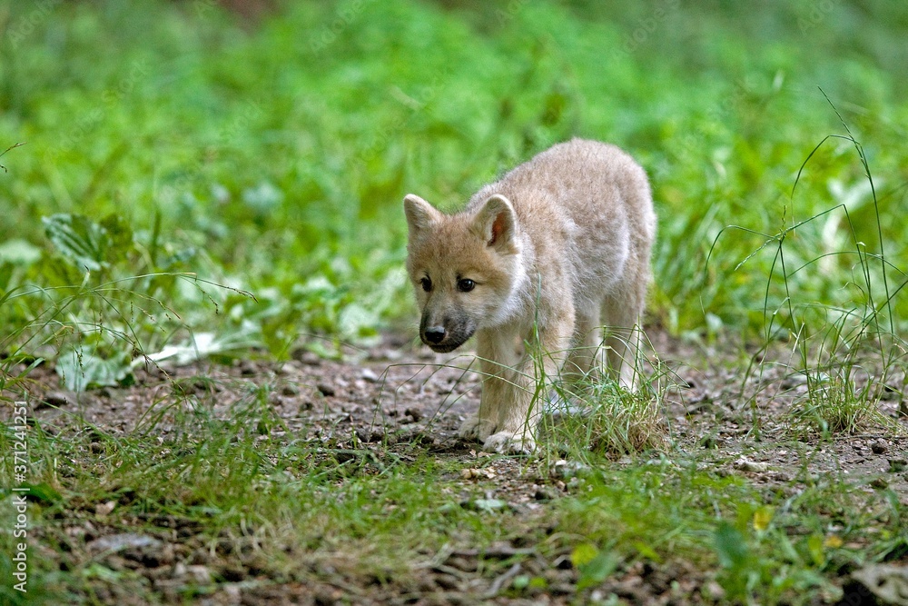 Fototapeta premium Arctic Wolf, canis lupus tundrarum, Pup
