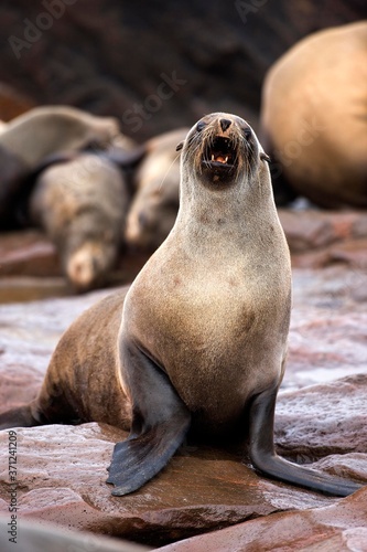 South African Fur Seal, arctocephalus pusillus, Female calling, Cape Cross in Namibia