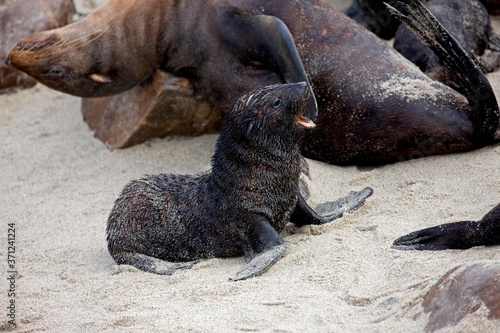 South African Fur Seal, arctocephalus pusillus, Pup calling for Mother, Cape Cross in Namibia