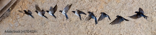 Foto Barn Swallow or European Swallow, hirundo rustica, Adult in Flight, Multiflash p