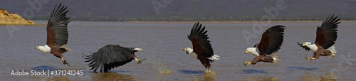 African Fish-eagle, haliaeetus vocifer, Adult fishing, Flight Sequence Multiflash photo, Bogoria Lake in Kenya photo