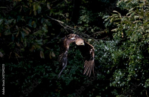 Imperial Eagle  aquila heliaca  Adult in Flight