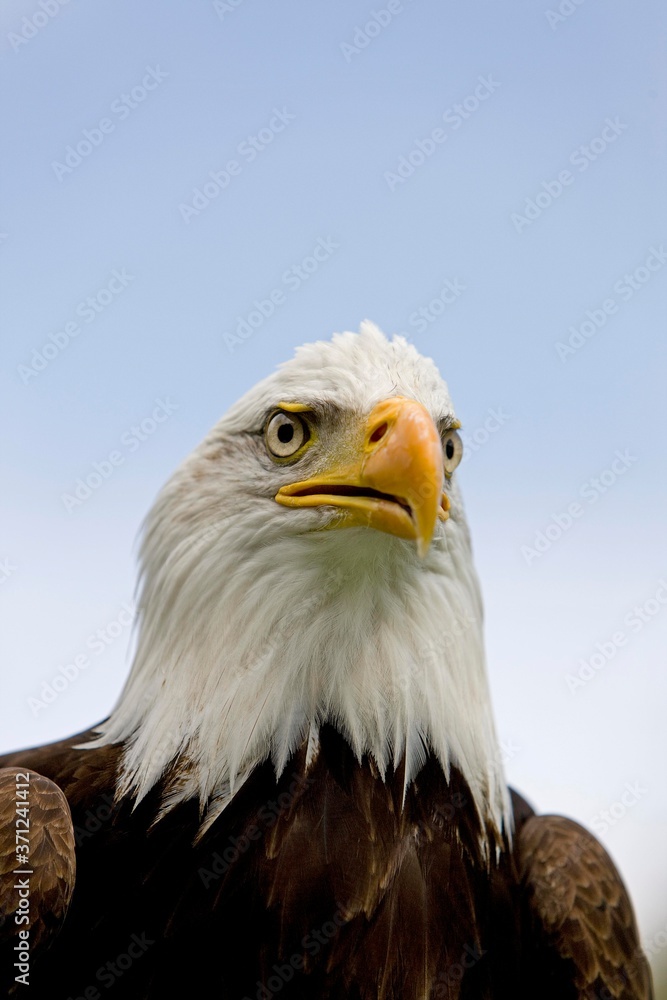 Obraz premium Bald Eagle, haliaeetus leucocephalus, Portrait of Adult
