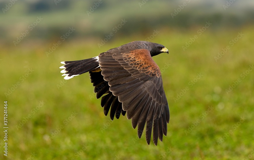 Obraz premium Harris Hawk, parabuteo unicinctus, Adult in Flight