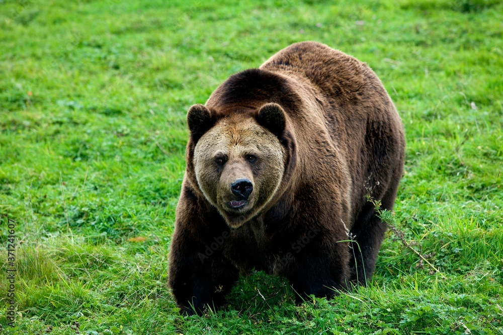 Brown Bear, ursus arctos, Adult standing on Grass Brown Bear, ursus arctos, Adult standing on Grass