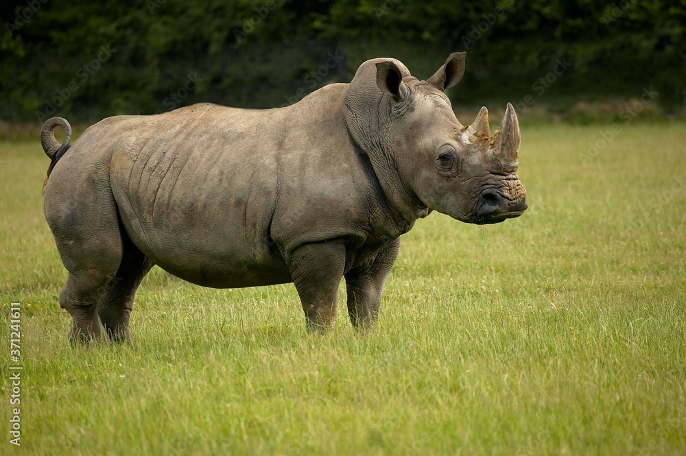 White Rhinoceros, ceratotherium simum, Adult standing on Grass