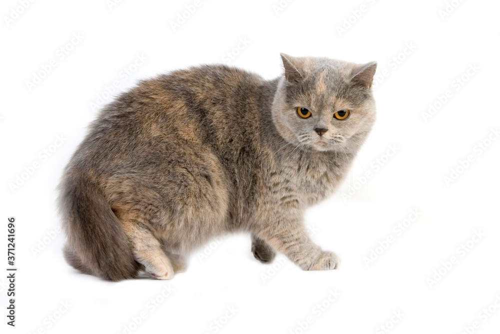 Fototapeta premium Blue Cream British Shorthair Domestic Cat, Female standing against White Background