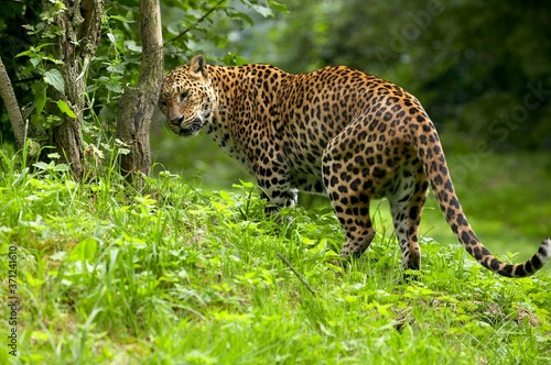 Sri Lankan Leopard  panthera pardus kotiya  Adult stratching Head on Tree Trunk