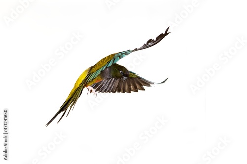 Patagonian Conure or Burrowing Parakeet, cyanoliseus patagonus, Adult in Fligh against White Background photo