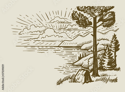 uneven pine tree stands on ground 