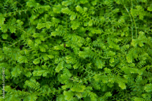 green leaves background