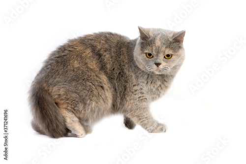 Blue Cream British Shorthair Domestic Cat, Female standing against White Background