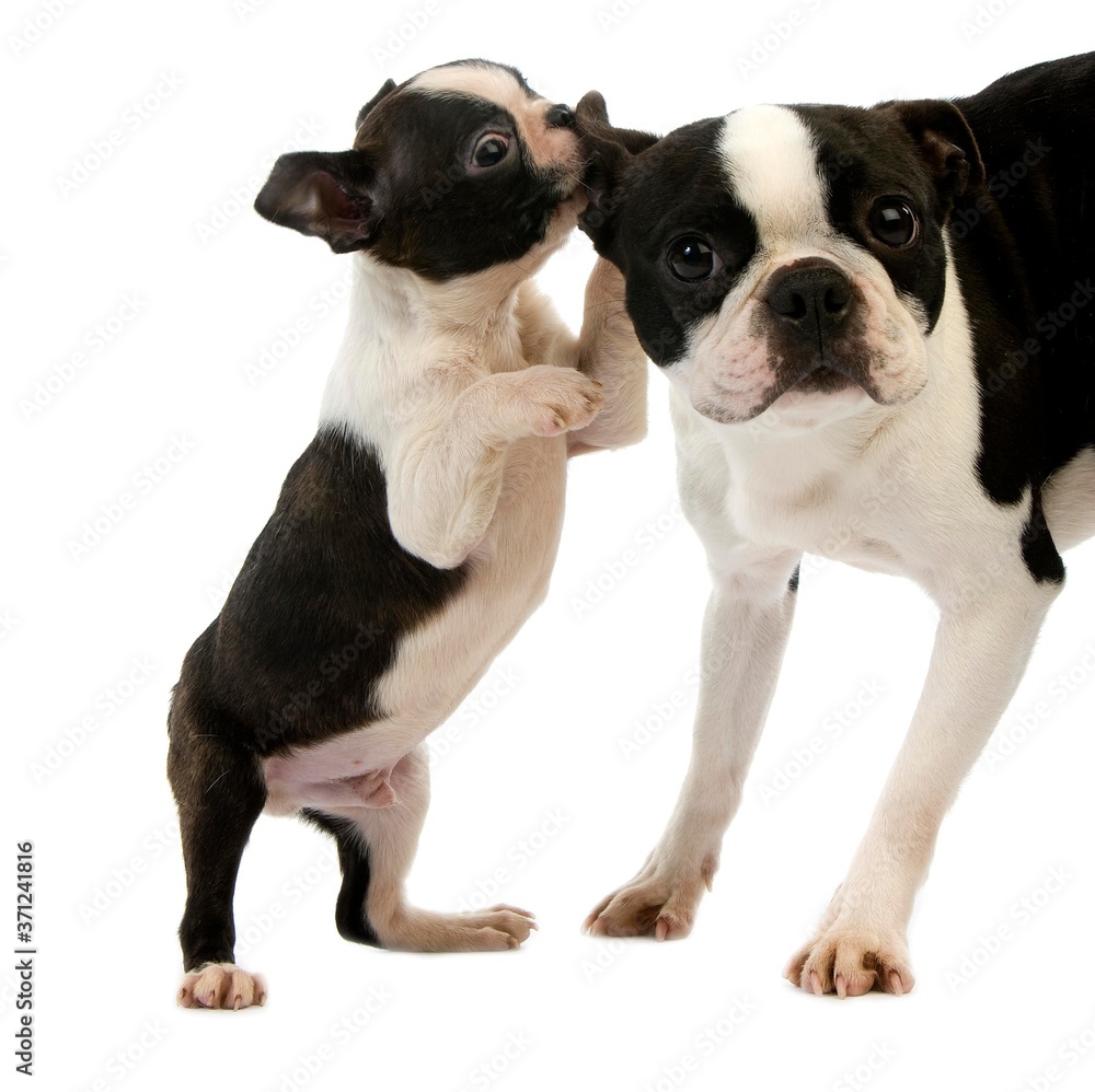 Boston Terrier Dog, Female with Pup against White Background