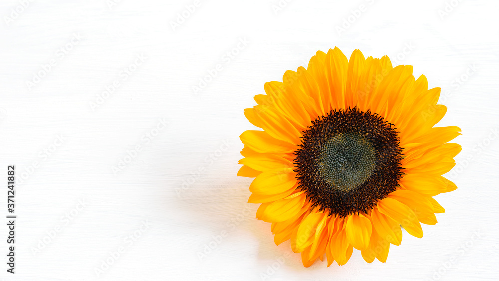 Obraz premium Sunflower head, fresh and vivid, on the white background closeup, isolated. Sunflower head isolated for any design purposes.