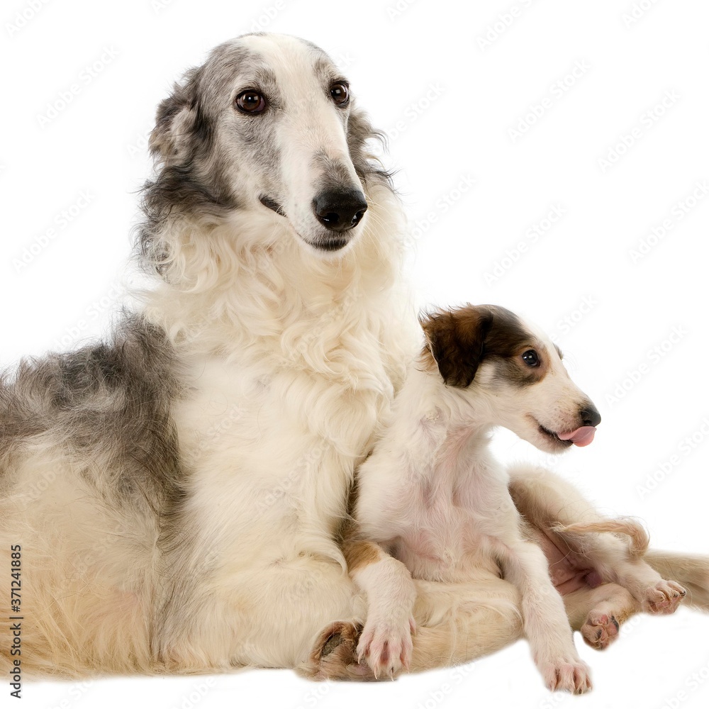Borzoi or Russian Wolfhound, Mother with Pup laying against White Background Borzoi or Russian Wolfhound, Mother with Pup laying against White Background