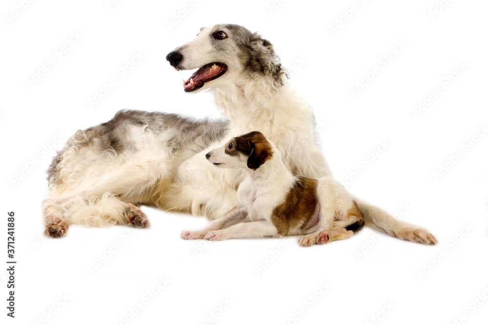 Borzoi or Russian Wolfhound, Mother with Pup laying against White Background Borzoi or Russian Wolfhound, Mother with Pup laying against White Background
